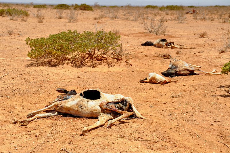 A kilometre outside Waridaad village in Somaliland, carcasses of dead sheep and goats stretch across the landscape.