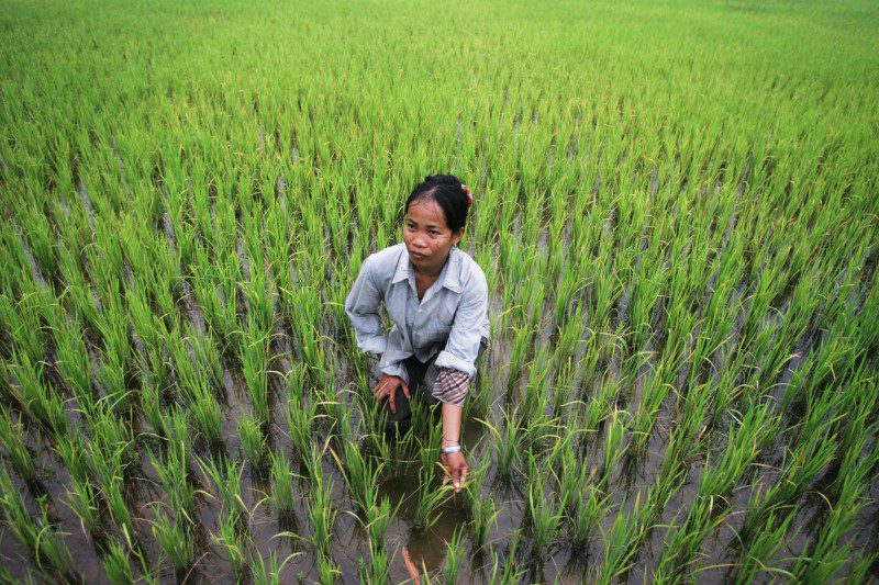 Ms Srey Sap Sak in her rice paddies in the village of Thmey Cambodia.