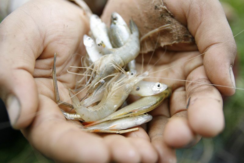 Fish caught by So Srey Nic, Damre village, Koh Tanot, Cambodia