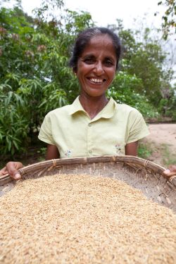 Sundaradevi holds a basket of SRI rice. Photo: Tom Greenwood/OxfamAUS