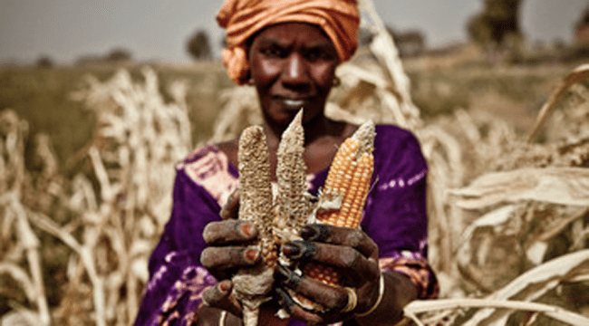 food price mauritania drought