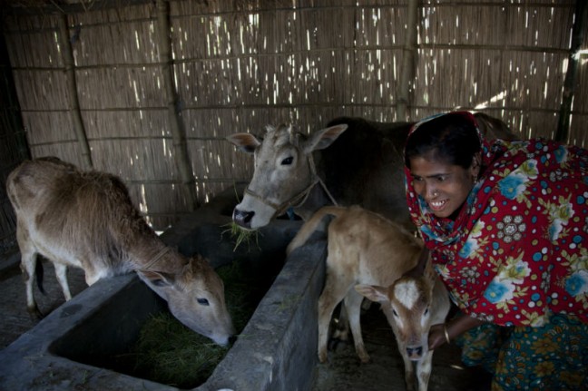 How cows are solving poverty
