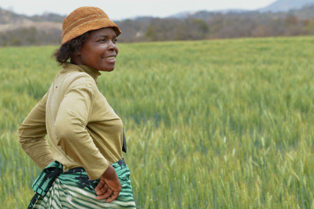 Ipaishe inspects her field of wheat, not yet ready for harvest. Photo: Annie Bungeroth/Oxfam International Women's Day. Photo: Annie Bungeroth/Oxfam