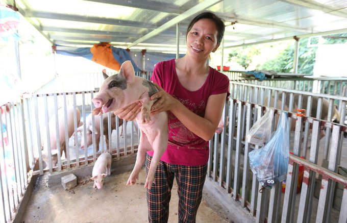 pig farmer in Vietnam