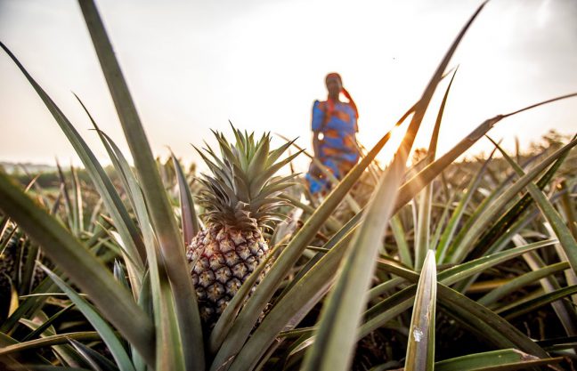 Oxfam Australia | Sweet success for female farmers in Rwanda