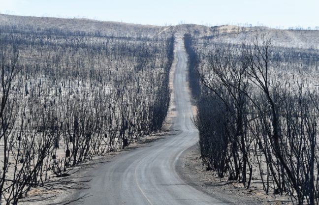 A frighteningly common site across NSW: bushfire ravaged roads and forests across our landscape